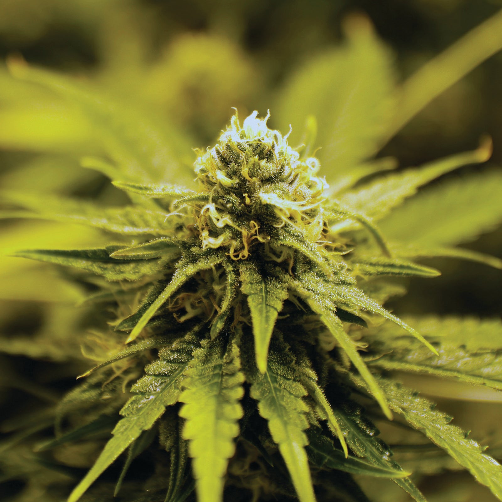 Learn 'Dried Flower' Cannabis – Northern Green Canada