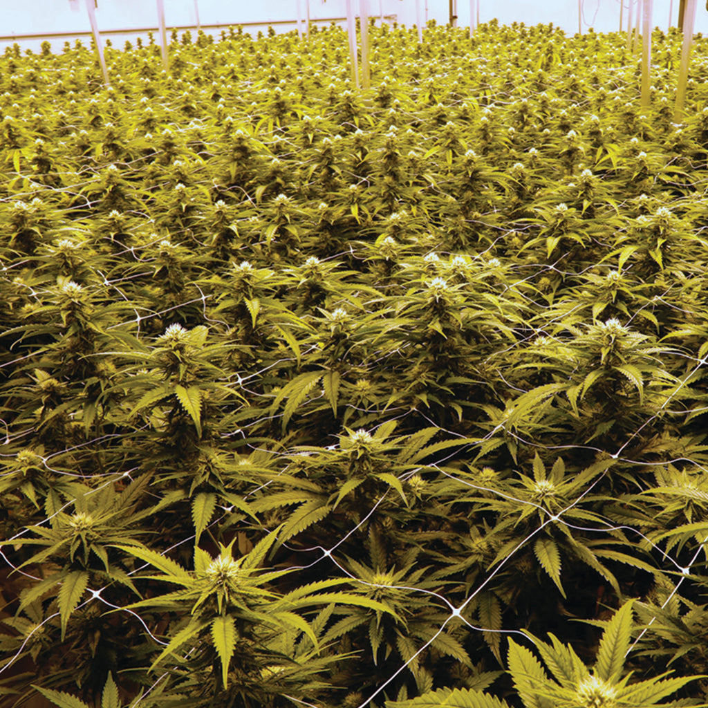 Learn 'Dried Flower' Cannabis – Northern Green Canada